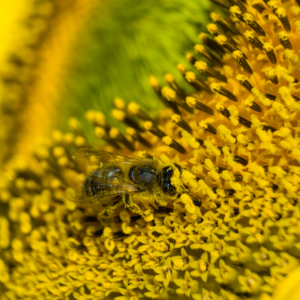 imagen-polen-de-abeja-forever-sport