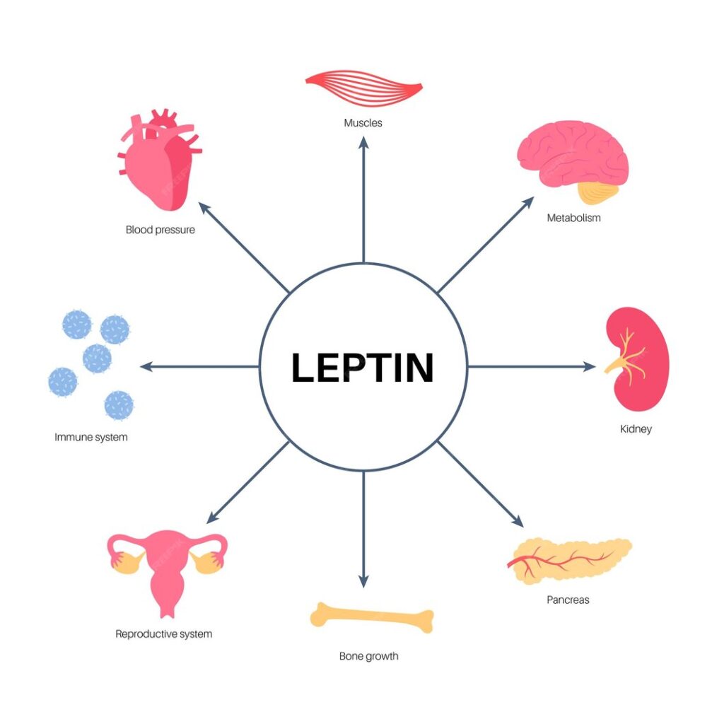 imagen-diagrama-leptina-hormona-humana-apetito-conexion-tejido-adiposo-organos-internos