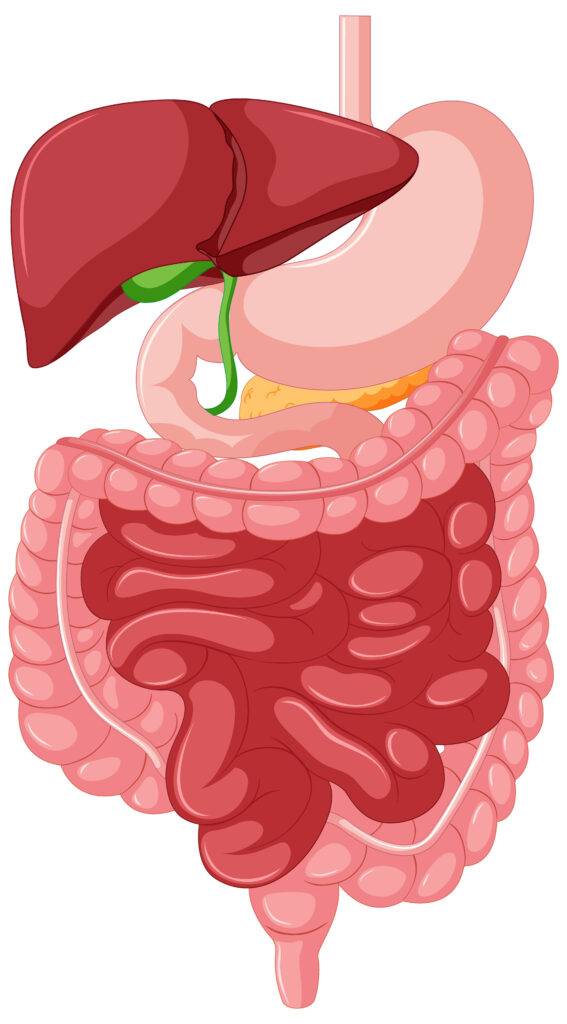 imagen-gastrointestinal-anatomia-para-educación-ilustrativa