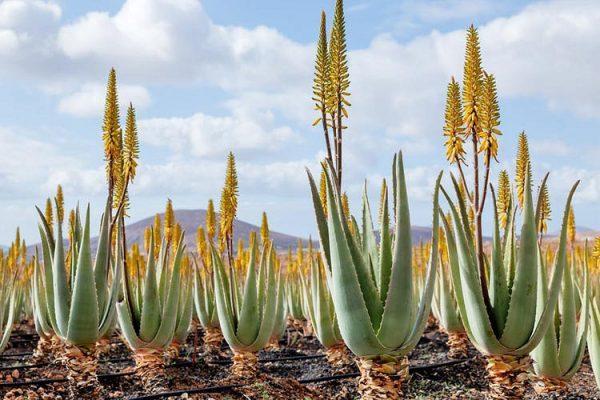 imagen-aloe-vera-y-sus-propiedades-forever